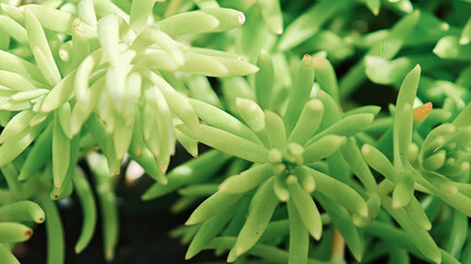Succulent plant with green fleshy leaves in natural light, fresh and vibrant growth