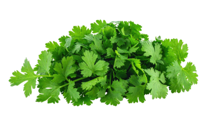 Fresh, vibrant green cilantro bunch isolated on black, showcasing its textured leaves in a captivating, close-up presentation
