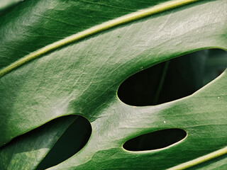 Green leaf texture with natural holes and veins in close up view