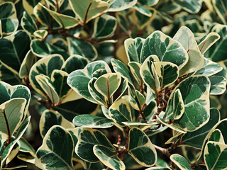Variegated green leaves with cream edges create lush and vibrant natural pattern this close up
