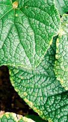 Green leaf texture with detailed veins and natural patterns in bright sunlight