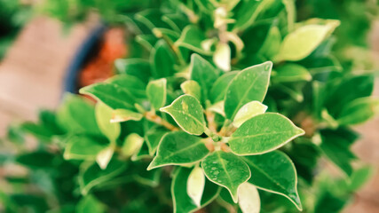 Green leaves with water droplets on plant in natural garden