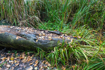 Fallen Log with Autumn Leaves in Wetland Reeds