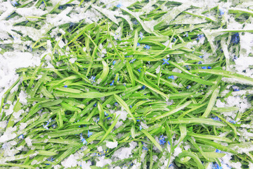 cold snap, change in weather, green grass covered with snow, snowfall in spring or the first snow in autumn