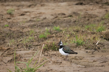 Lapwing, a bird in the field, wildlife in spring