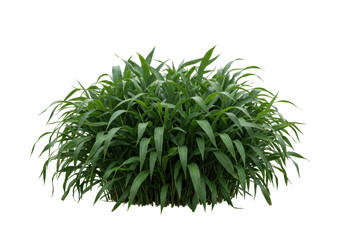 Isolated bunch of ornamental plant, dense, grass-like foliage, garden perennial, lush, greenery