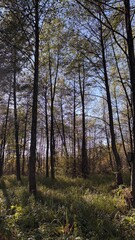 Fototapeta premium dark trees in the forest
