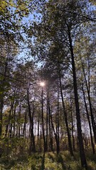 Bright sunlight breaks through the treetops
