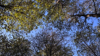 beautiful treetops against the blue sky