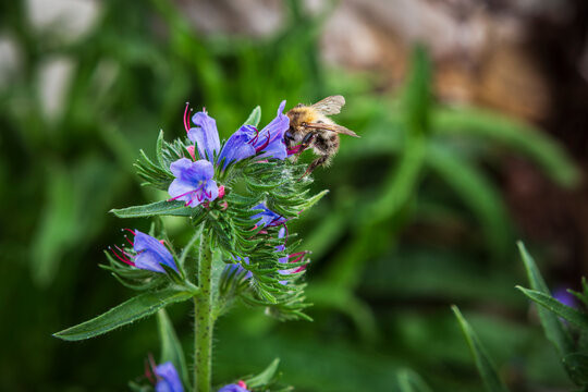Biene auf der Bl&uuml;te von einem Natternkopf