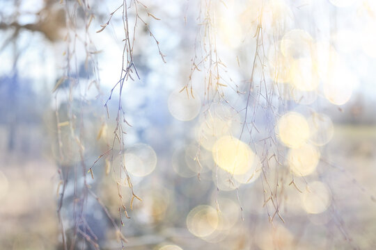 Early spring backdrop, sunny bokeh background in spring park, sunny day abstract nature background