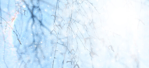 Fototapeta premium Winter park, abstract background, snow, blurred trees, festive backdrop