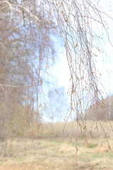 Landscape of early spring, trees and nature waking up, branches without leaves, first buds on the trees