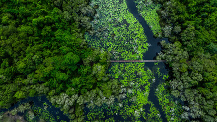 Aerial top view jungle wetlands wilderness, Wetlands crucial for biodiversity, Swamp landscape ecological reserve in wildlife, Greenery rural area with swamp.