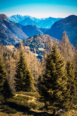 Obraz premium Sauris immersed in the magic of autumn. The kingdom of the golden larch.