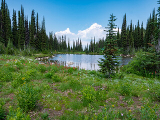 Revelstoke National Park. The 26 kilometers long Meadows in the Sky Parkway takes you to Balsam Lake at an altitude of 1835 meters. You can walk around the lake with the wildflowers, pine trees.