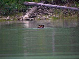 A black bear with red highlights is swimming on the North Thompson River in Blue River, British Columbia, Canada. He of she swims calmly to the other side, of the forest.