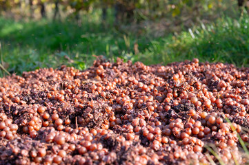 Fungal disease, powdery mildew or gray mold on grapes, Moselle vineyard, heat damage, waterlogging, dryness, sunburn and nutrient deficiency