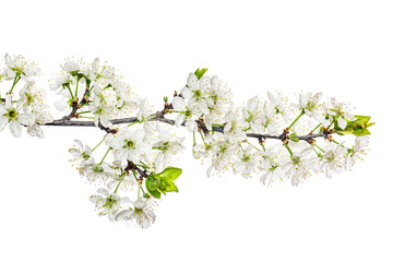 White plum blossom branch isolated on white background. Tree flowers herald spring concept.