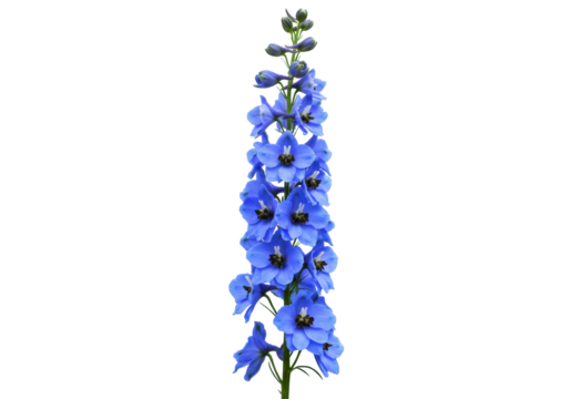 Isolated Vibrant Delphinium Flower Blossom Close-up on Stem for Floral Arrangement Decor