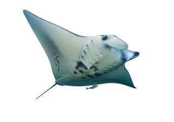 Isolated manta ray swims alone underwater, ocean habitat, with remora fish, sea creature