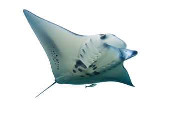 Isolated manta ray swims alone underwater, ocean habitat, with remora fish, sea creature