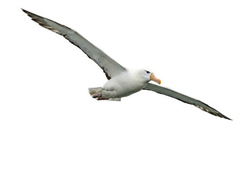 Isolated Albatross in flight with wings outstretched, soaring against light backdrop, gliding bird