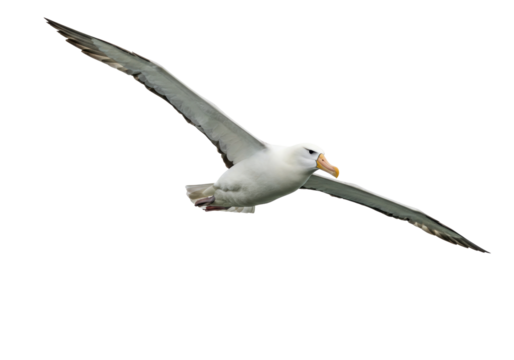Isolated Albatross in flight with wings outstretched, soaring against light backdrop, gliding bird