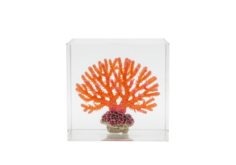 Isolated orange tree coral in a transparent box on clean studio background image