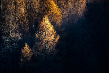 Sauris immersed in the magic of autumn. The kingdom of the golden larch.