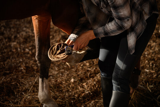 Farrier fits horseshoes, meticulously cleaning horse's hooves with special tool in stable. Hoof cleaning, animal care, and removing foreign objects and dirt from hooves.