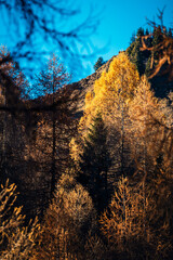 Sauris immersed in the magic of autumn. The kingdom of the golden larch.