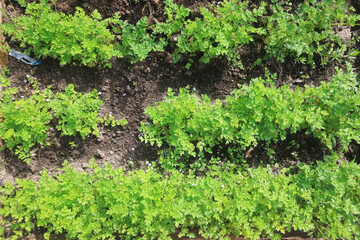 Fresh green summer background in the village, plants nature backdrop