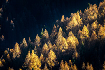 Sauris immersed in the magic of autumn. The kingdom of the golden larch.