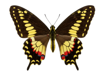 Isolated Butterfly insect spreading wings, detailed Papilio machaon yellow black pattern bug