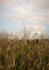 Fototapeta premium grass and sky 