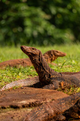 Fototapeta premium Two lizards are laying on the ground, one of which is looking up