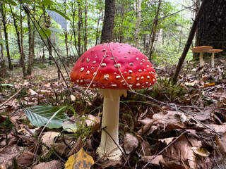 Vibrant red mushroom with white spots stands tall among fallen leaves in a lush forest, showcasing the beauty of nature and the intricate details of fungi