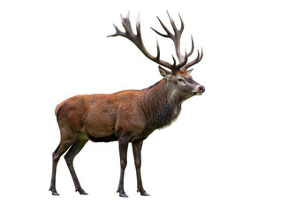 Isolated European red deer stag looking alert, a wild animal in nature with its big antlers