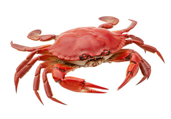Isolated cooked crab on neutral background, ready to eat, fresh seafood with claws and legs