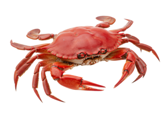 Isolated cooked crab on neutral background, ready to eat, fresh seafood with claws and legs