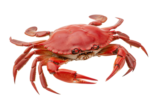 Isolated cooked crab on neutral background, ready to eat, fresh seafood with claws and legs