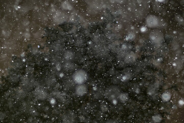 winter night nature background, tree branches winter snowfall background