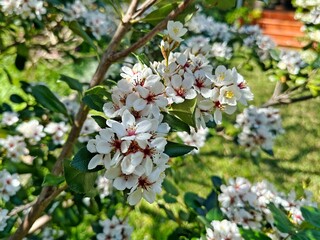 White flowers of an Indian-hawthorn plant. Rhaphiolepis indica