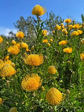 Yellow flowers of pincushion-protea plant. Leucospermum cordifolium