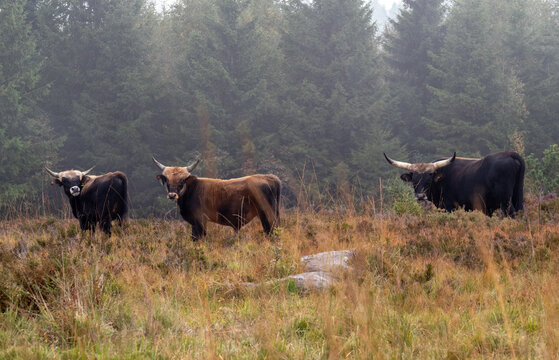 Ochsen im Schwarzwald