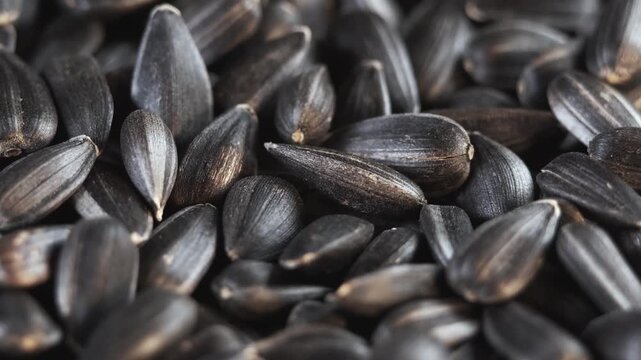 Pouring sunflower seeds. Close-up of sunflower seed fall. Dried Sunflower Seeds Falling in Slow Motion Close Up. Background from Natural Products