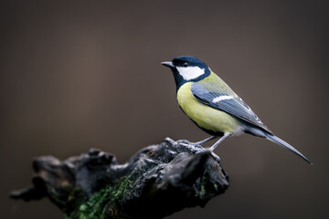 Great tit (Parus major) perched on mossy branch, side view against brown blurred background. Vibrant yellow, black, and white plumage, classic songbird in natural woodland setting, detailed wildlife p