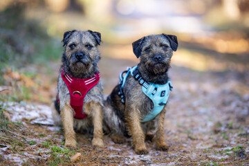 Two border terriers sitting outdoors on forest path, wearing blue and red harnesses. Small energetic breed with wiry coats, alert expression, enjoying nature walk or adventure in autumn woodland.