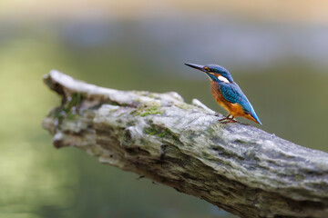 Common kingfisher (Alcedo atthis) perched on branch, vibrant blue and orange plumage, sharp beak, isolated against soft green background. Iconic European river bird, wildlife close-up in natural habit